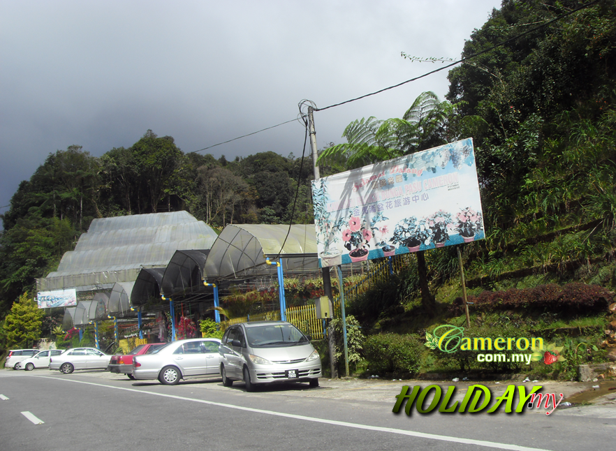 cameron highlands